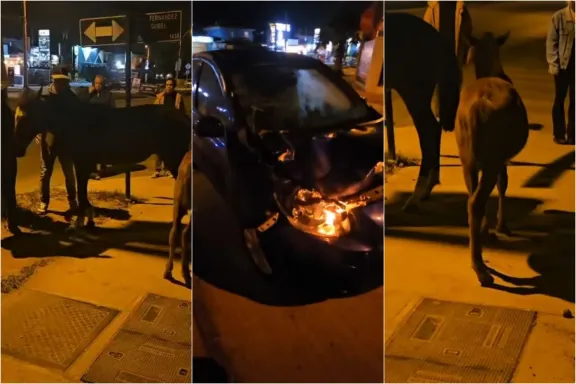 ¿Quién responde? Conductor impacta su vehículo contra caballar en La Serena