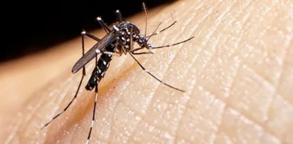 Seremi de Salud de Valparaíso confirma nuevo foco de mosquito transmisor del dengue en terminal de buses de Los Andes