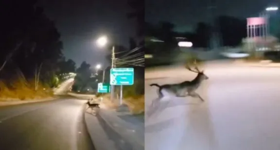 (Video) ¿Qué? ciclistas graban a ciervo corriendo por las calles de Talca