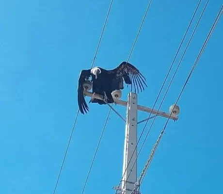 Cóndor muere electrocutado en un poste de media tensión en la comuna de Illapel