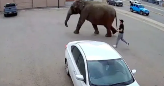 ¿Qué? Elefante escapa de circo y es grabado circulando libremente por las calles