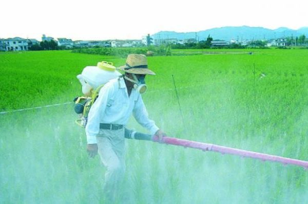 Corte Suprema obliga a empresa agrícola a fumigar previa autorización de la autoridad sanitaria