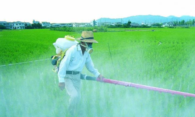 Corte Suprema obliga a empresa agrícola a fumigar previa autorización de la autoridad sanitaria