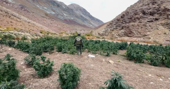 Decomisan plantación de marihuana a más de 3000 metros de altura en la comuna de Paihuano