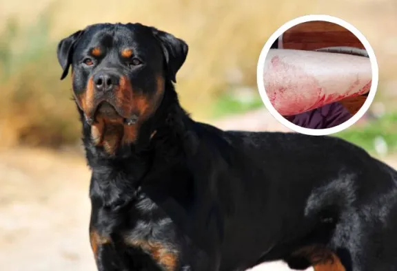 Vecina fue atacada por perro rottweiler en Coquimbo: “Quiero que los dueños se hagan responsables”