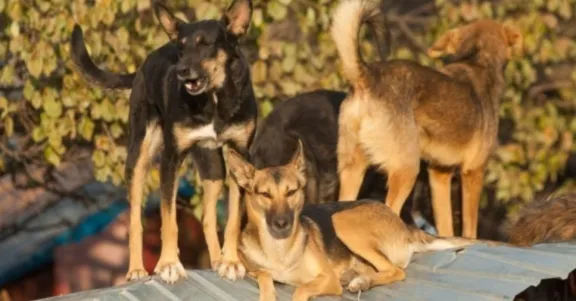 Grave: 24 personas han fallecido desde 2018 a la fecha por ataque de perros