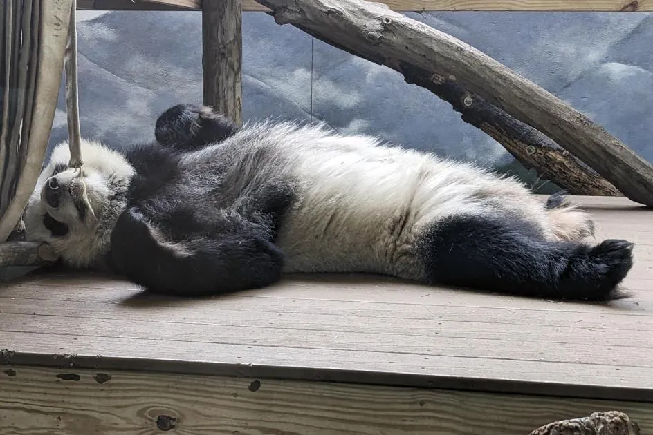 Los últimos pandas que viven en Estados Unidos volverán a China este otoño