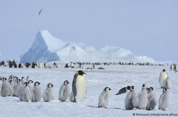 Mega reserva petrolera en zona de cruce anglo-argentino-chilena de la Antártica