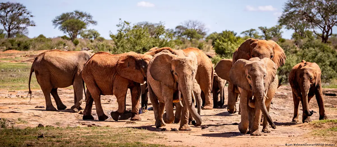 Legislación genera disputa con Botsuana: país africano ofrece regalar 20 mil elefantes a Alemania