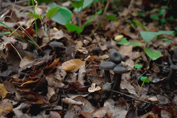 Encuentran especie de hongo endémica de Chile que estuvo perdida por 40 años