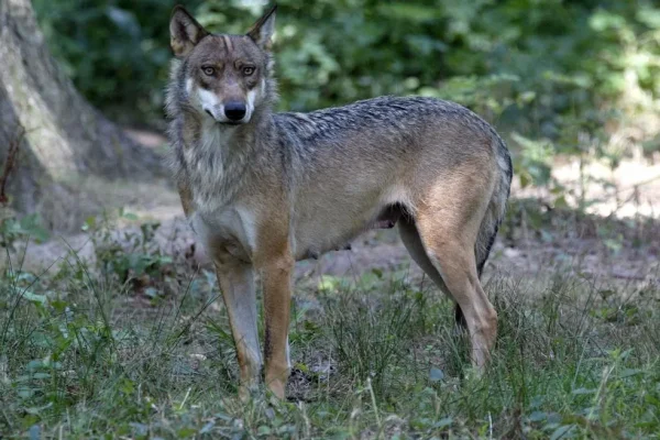 Una mujer sufre heridas graves por el ataque de varios lobos en un zoo cerca de Pars