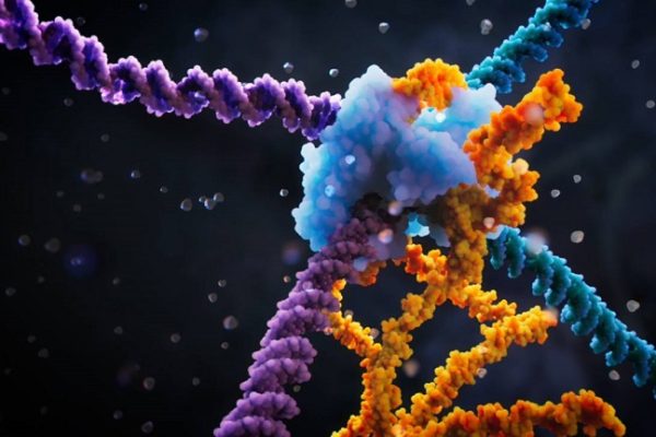 Descubierta una nueva técnica de edición genética más precisa que CRISPR