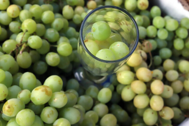 Chile y EEUU ponen en marcha protocolo para exportación de uva de mesa