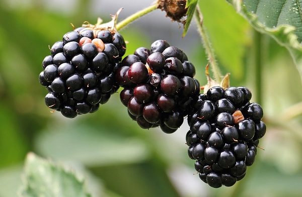 Un estudio revela el potencial biotecnológico de las bacterias de las moras además de sus beneficios en la dieta