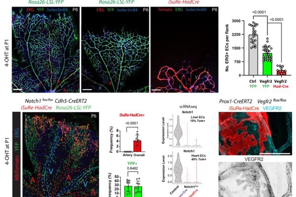 Innovadora herramienta para estudiar la función de los genes de forma más segura y eficaz