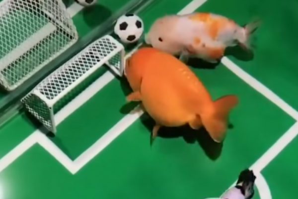 El viral de peces futbolistas que respaldaría a ONG veganista en discusión de Ley de Pesca