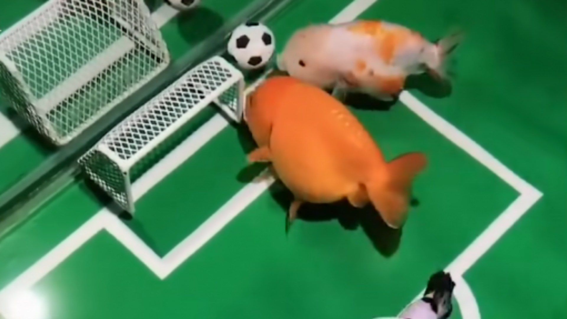 El viral de peces futbolistas que respaldaría a ONG veganista en discusión de Ley de Pesca
