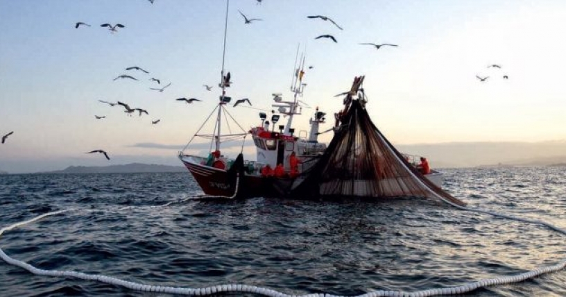 Ley de Pesca: indicación para proteger a peces y moluscos “sintientes”