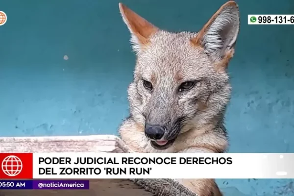 Poder Judicial reconoce derechos del zorrito run run