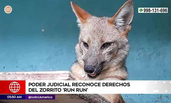 Poder Judicial reconoce derechos del zorrito run run