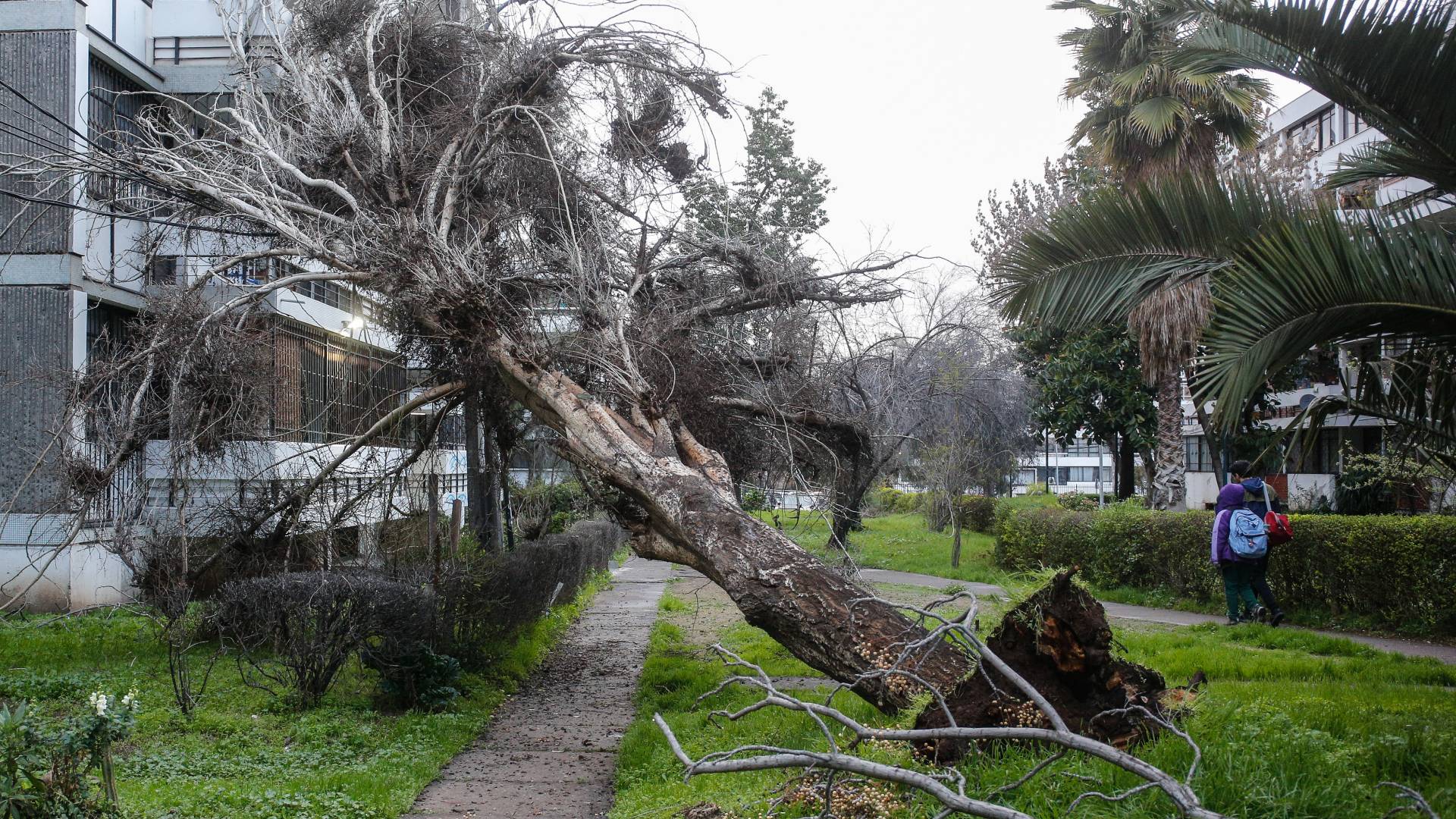 Qué regiones incluye la alerta meteorológica por vientos de 100 km/h