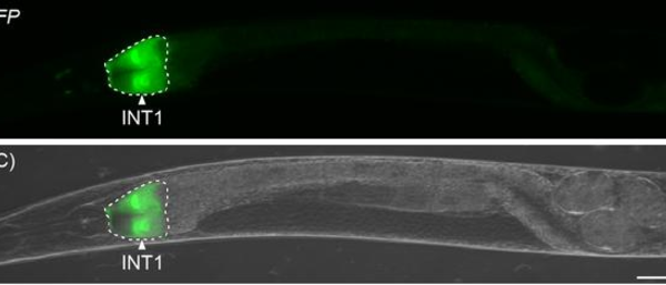 Una molécula intestinal ralentiza la quema de grasas durante el ayuno