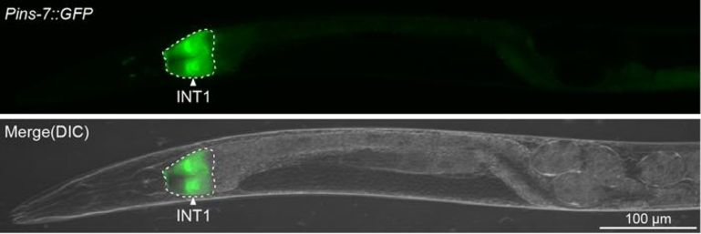 Una molécula intestinal ralentiza la quema de grasas durante el ayuno