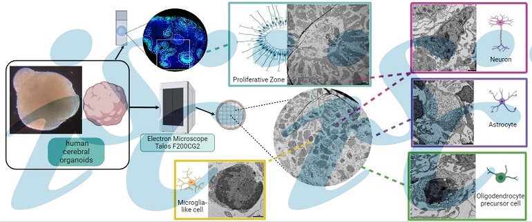 Organoides demuestran capacidad de asemejarse al cerebro humano, facilitando el desarrollo de terapias para enfermedades neurológicas