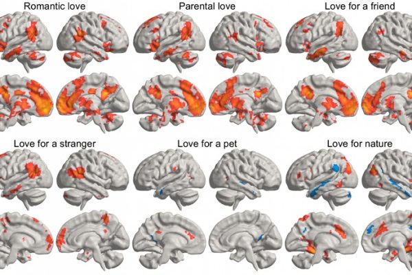 Un estudio muestra cómo el amor estimula nuestro cerebro