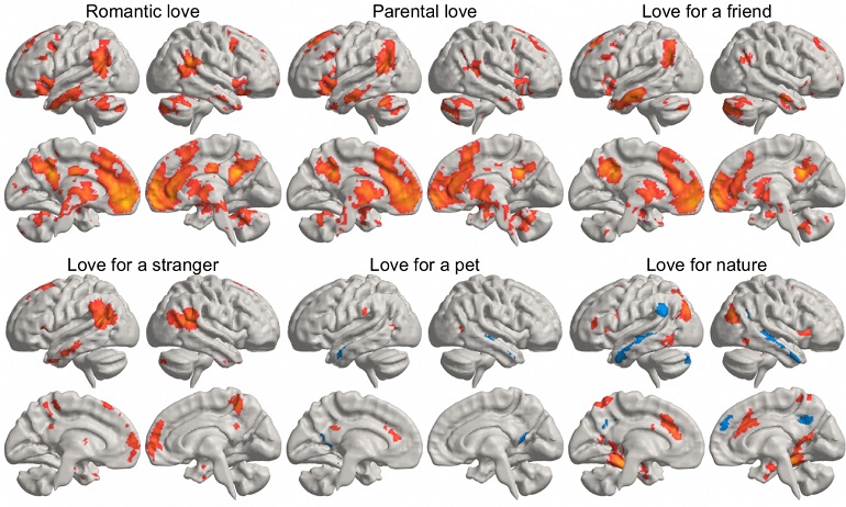 Un estudio muestra cómo el amor estimula nuestro cerebro