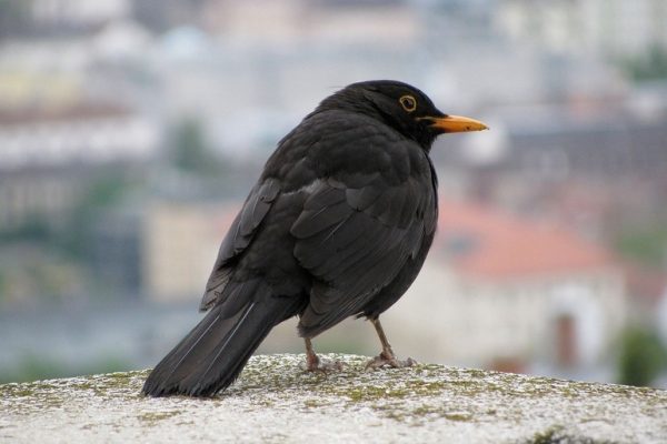 Las aves silvestres urbanas pueden ser portadoras de bacterias resistentes a los antimicrobianos