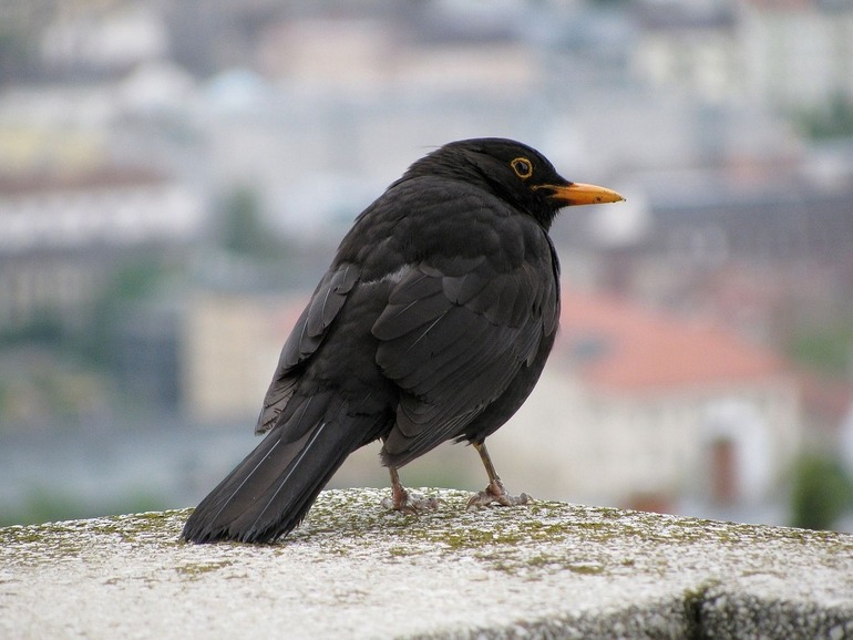 Las aves silvestres urbanas pueden ser portadoras de bacterias resistentes a los antimicrobianos