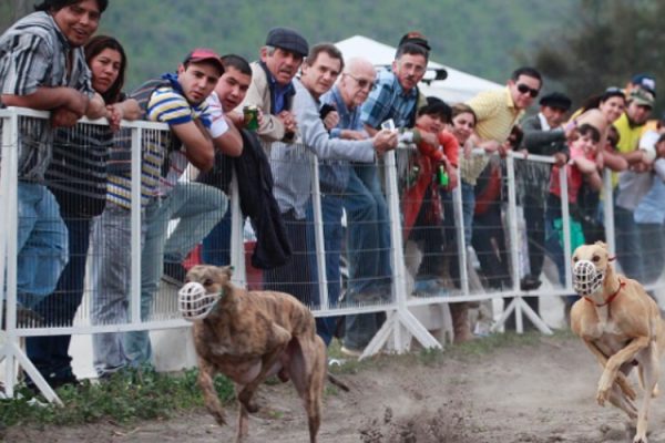 Sala rechazó proyecto que prohibía las carreras de perros