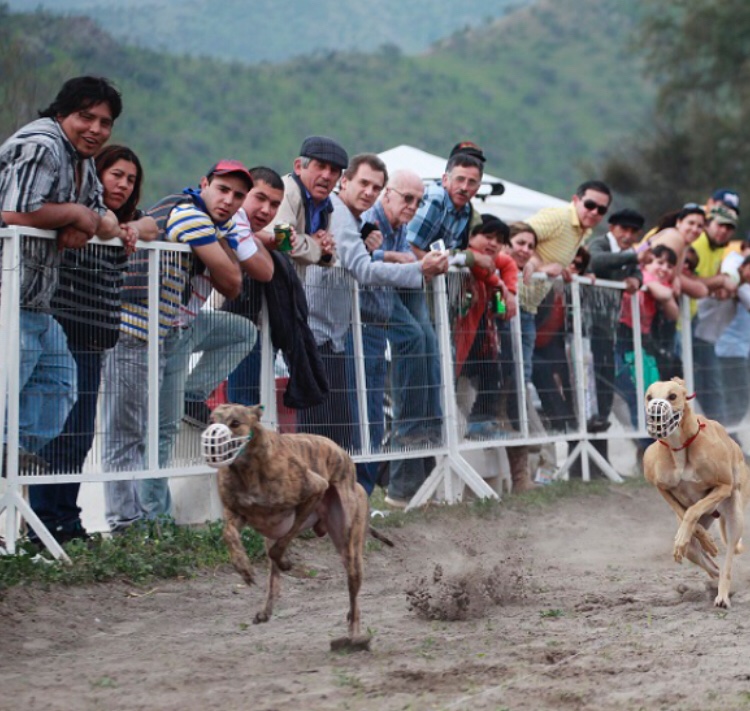 Sala rechazó proyecto que prohibía las carreras de perros