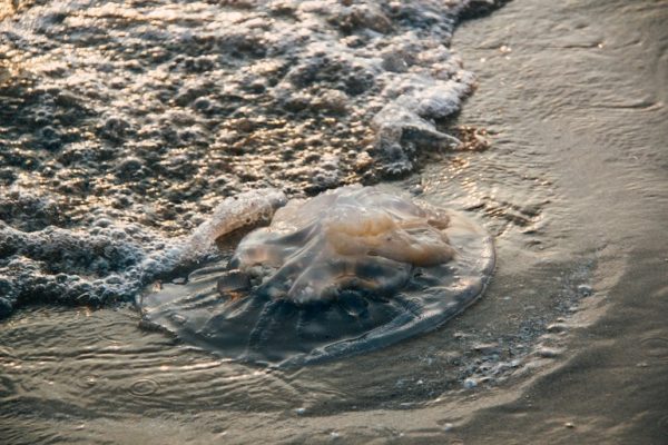 Qué hacer si nos pica un bicho este verano