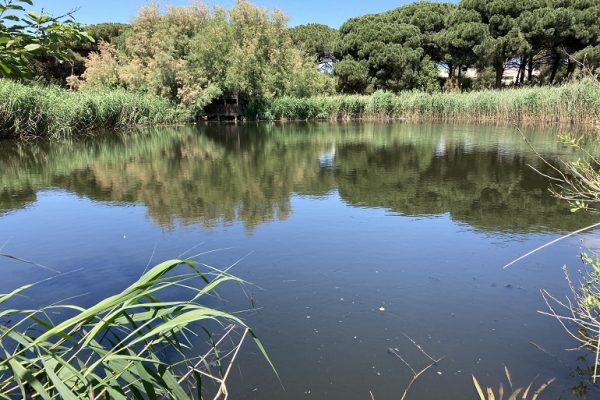 Muestran la eficacia de los humedales para eliminar antibióticos en el tratamiento de aguas residuales