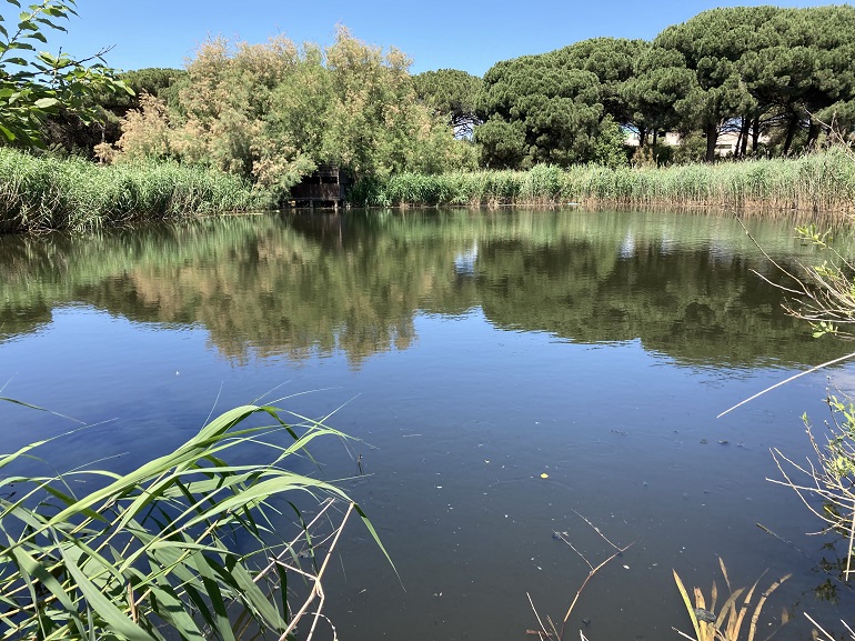 Muestran la eficacia de los humedales para eliminar antibióticos en el tratamiento de aguas residuales