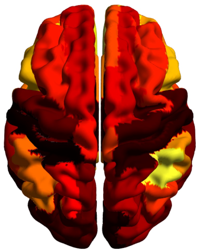 Un estudio revela la arquitectura dinámica del cerebro utilizando técnicas avanzadas de resonancia magnética