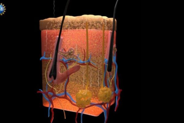 Investigadores logran que la piel de un ratón sea transparente usando un colorante alimentario común