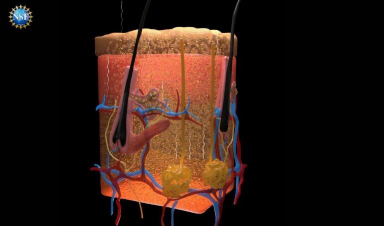 Investigadores logran que la piel de un ratón sea transparente usando un colorante alimentario común