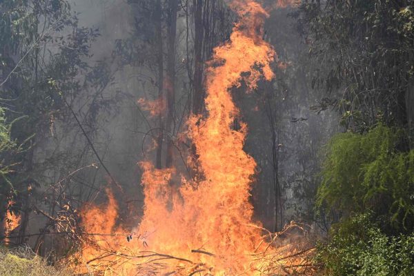 Alerta Roja para Quilpué y Villa Alemana por incendio forestal que consume 40 hectáreas