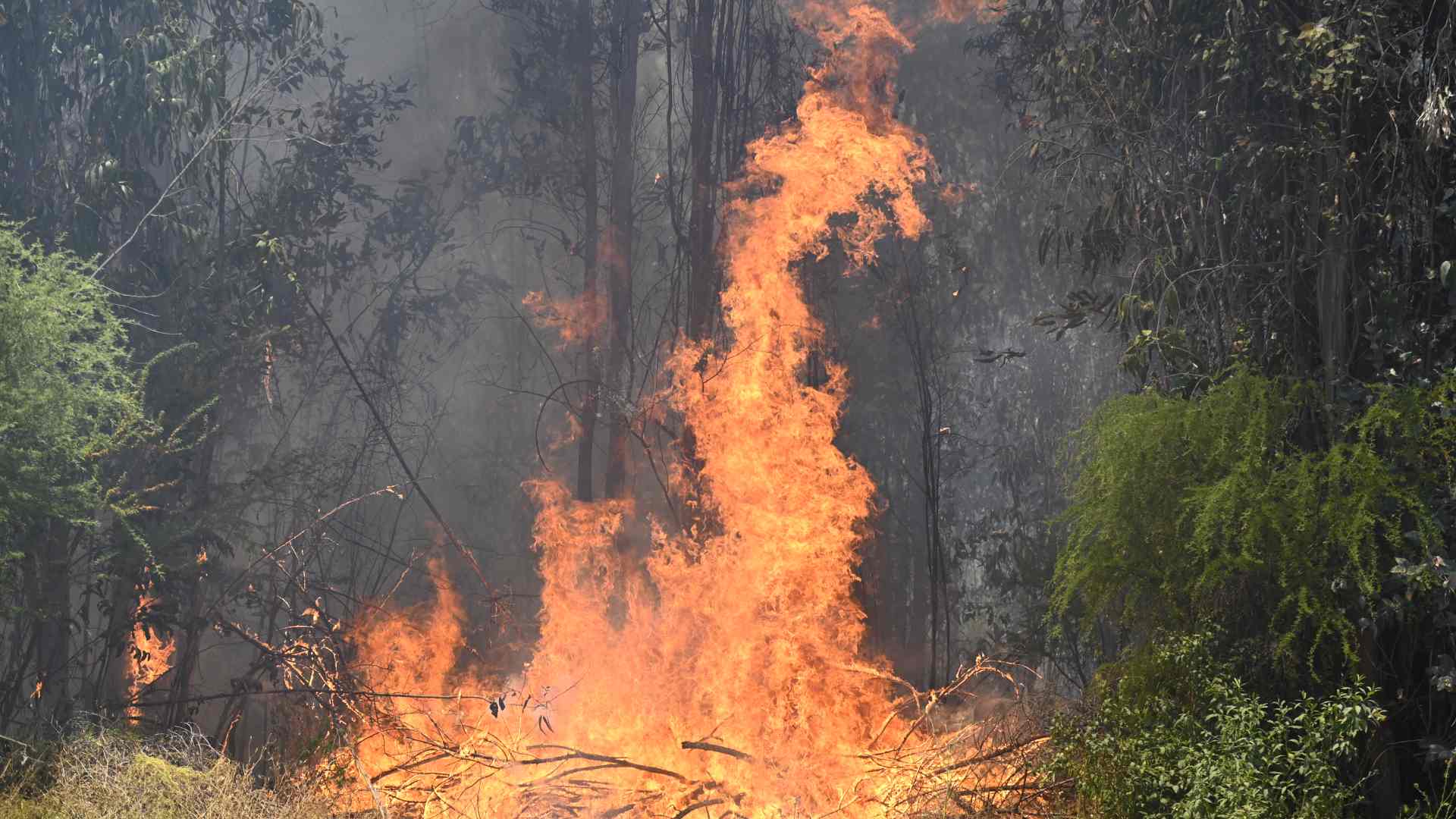 Alerta Roja para Quilpué y Villa Alemana por incendio forestal que consume 40 hectáreas