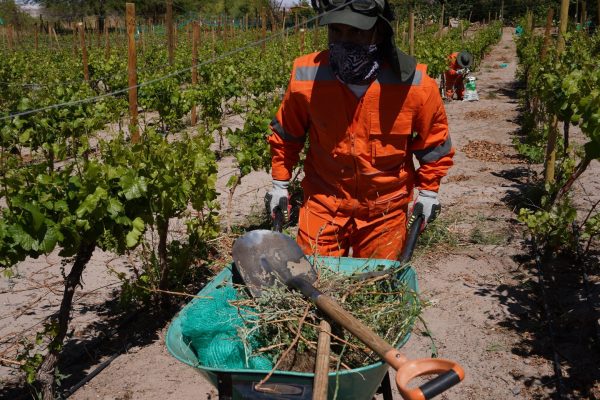 Ingenieros agrónomos de SQM Litio apoyan a agricultores locales en la preparación de sus terrenos para la siembra de verano