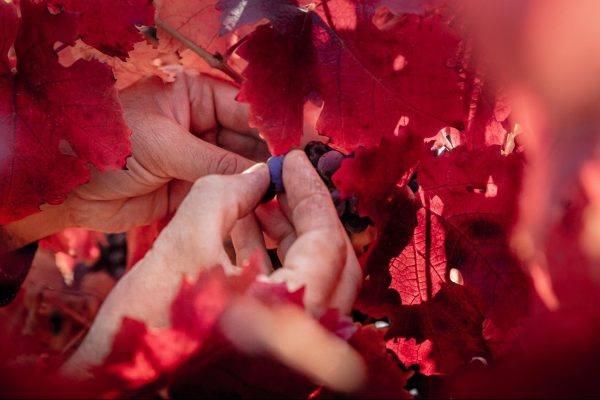 Concha y Toro celebra día del carmenere repasando los principales hitos de su cosecha e historia