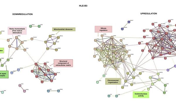 Técnicas proteómicas permiten identificar posibles biomarcadores diagnósticos de cáncer colorrectal y glaucoma