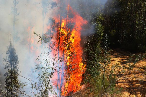 Habrían identificado al autor del incendio forestal que dejó tres brigadistas muertos en Los Sauces