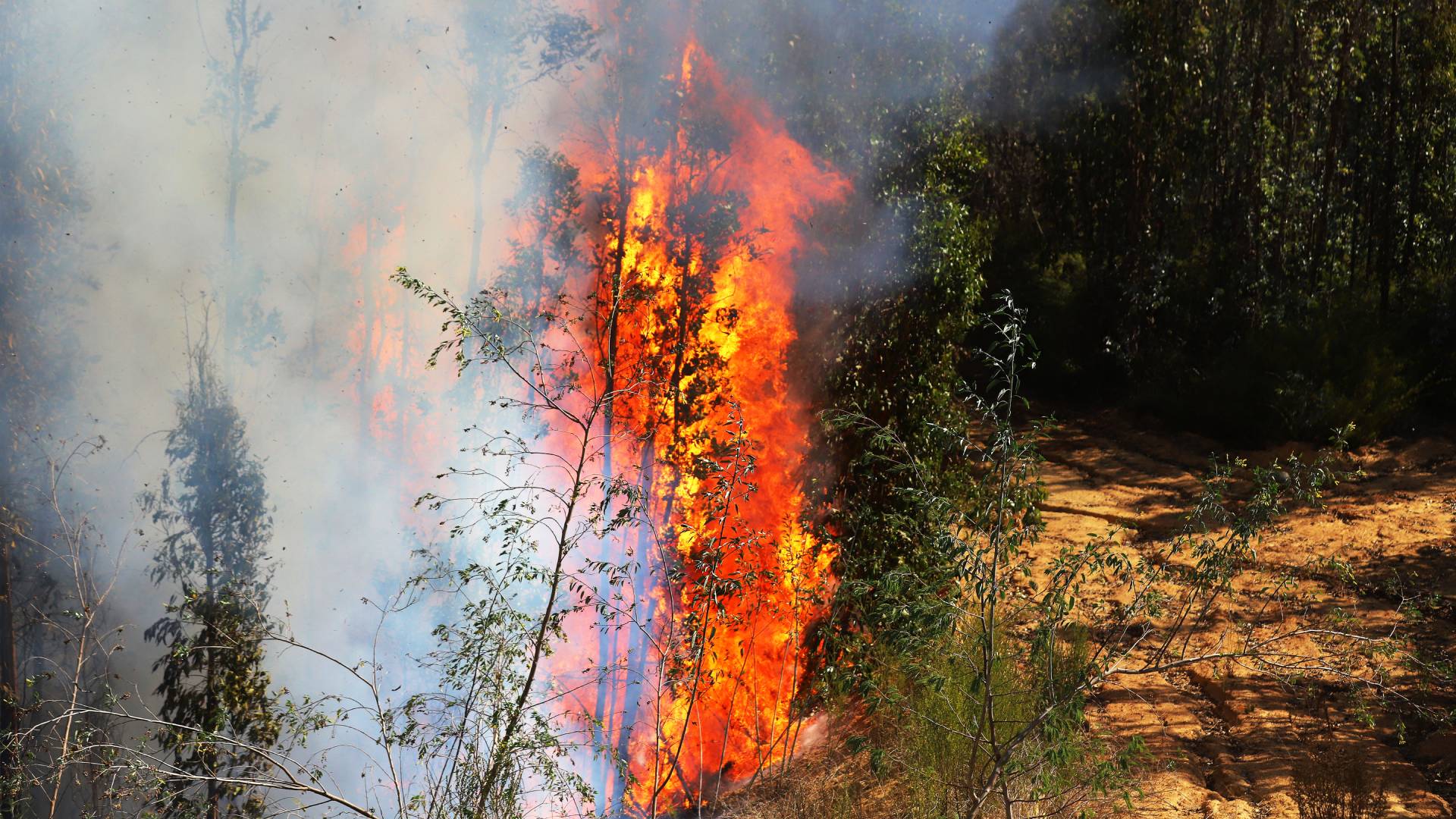 Habrían identificado al autor del incendio forestal que dejó tres brigadistas muertos en Los Sauces