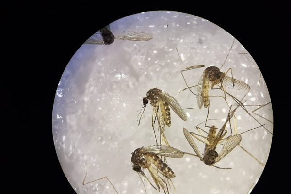 Detectado por primera vez el virus Sindbis en mosquitos del suroeste de España