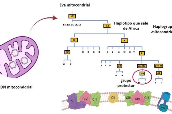 El linaje mitocondrial europeo podría ofrecer protección contra la gravedad de la covid-19