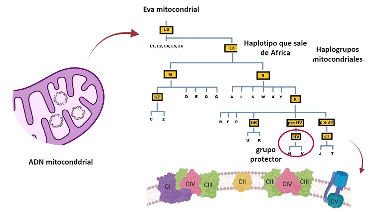 El linaje mitocondrial europeo podría ofrecer protección contra la gravedad de la covid-19